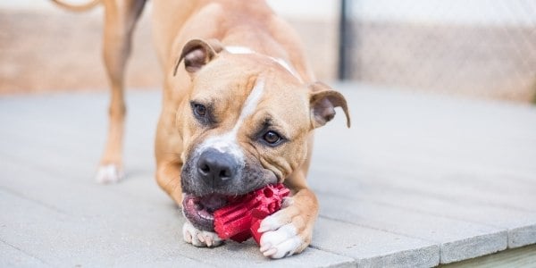 Good toys for dogs store that like to chew